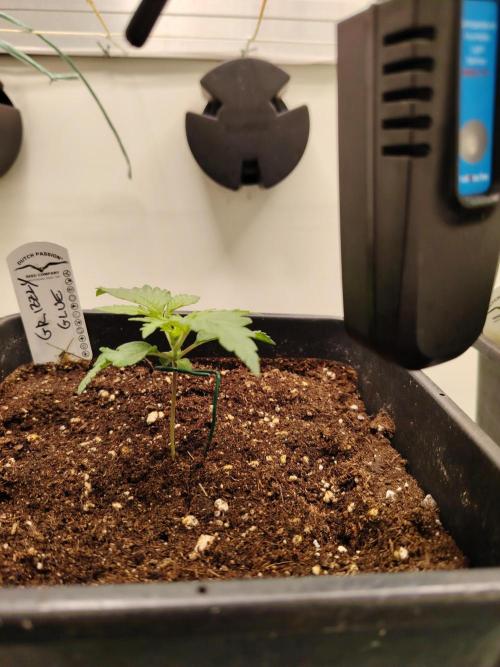 Grizzly Glue 🐻 da CampaCavallo. Week 1 - 30.10.25