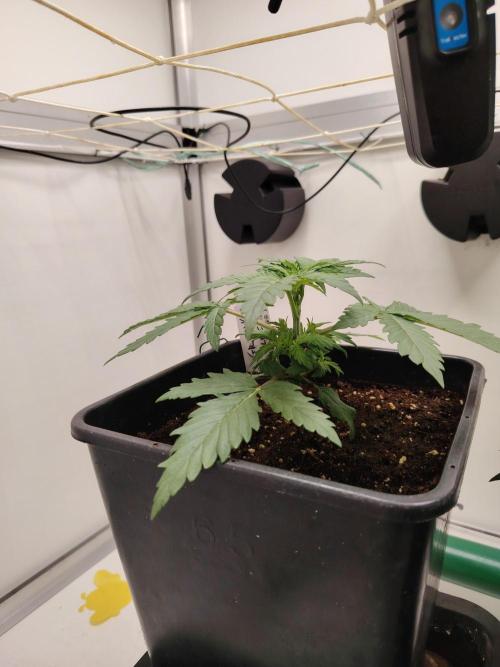 Grizzly Glue 🐻 da CampaCavallo. Week 2 - 6.11.25