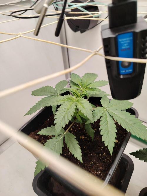 Grizzly Glue 🐻 da CampaCavallo. Week 2 - 6.11.26