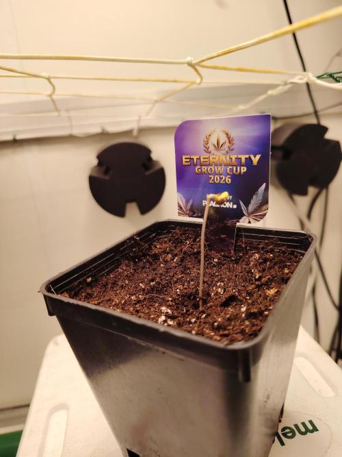 Sticky Broccoli EGC26 CampaCavallo. Week 0 - 10.1.26