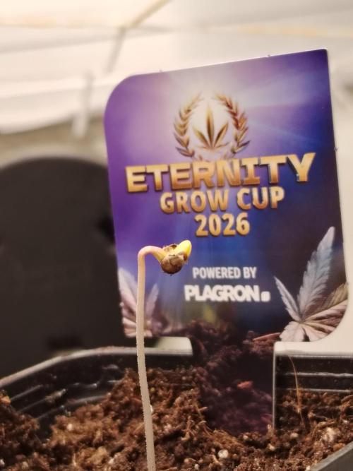 Sticky Broccoli EGC26 CampaCavallo. Week 0 - 10.1.26