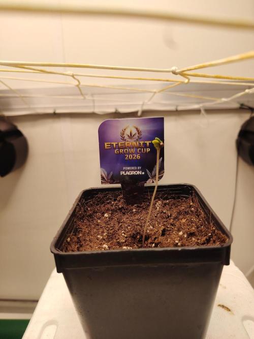 Sticky Broccoli EGC26 CampaCavallo. Week 0 - 11.1.26