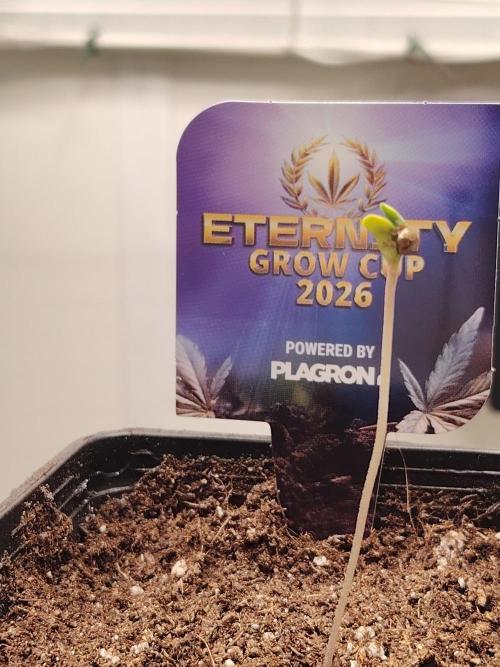 Sticky Broccoli EGC26 CampaCavallo. Week 0 - 11.1.26