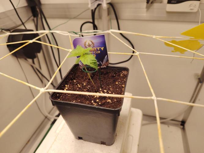 Sticky Broccoli EGC26 CampaCavallo. Week 0 - 17.1.26