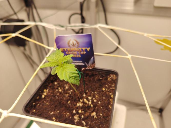 Sticky Broccoli EGC26 CampaCavallo. Week 0 - 17.1.26