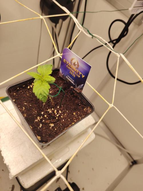 Sticky Broccoli EGC26 CampaCavallo. Week 0 - 17.1.26