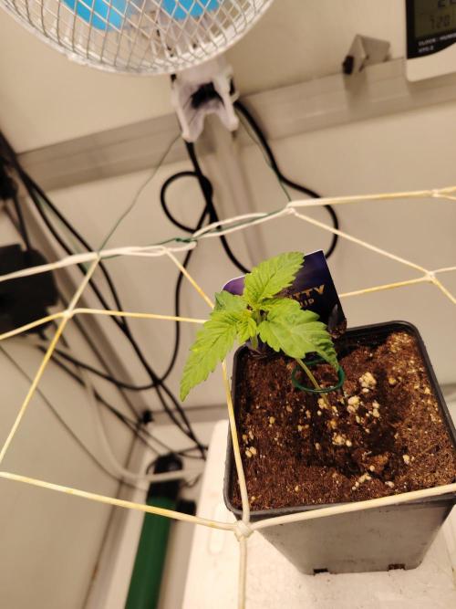 Sticky Broccoli EGC26 CampaCavallo. Week 1 - 20.1.26