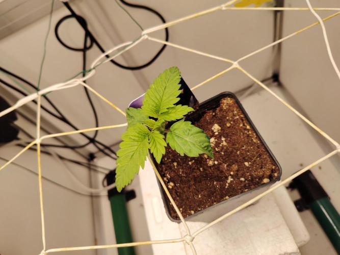 Sticky Broccoli EGC26 CampaCavallo. Week 1 - 21.1.26