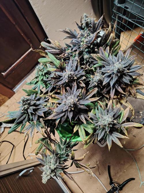 Bay Burger per CampaCavallo 🍔. Week 13 - 7.1.26