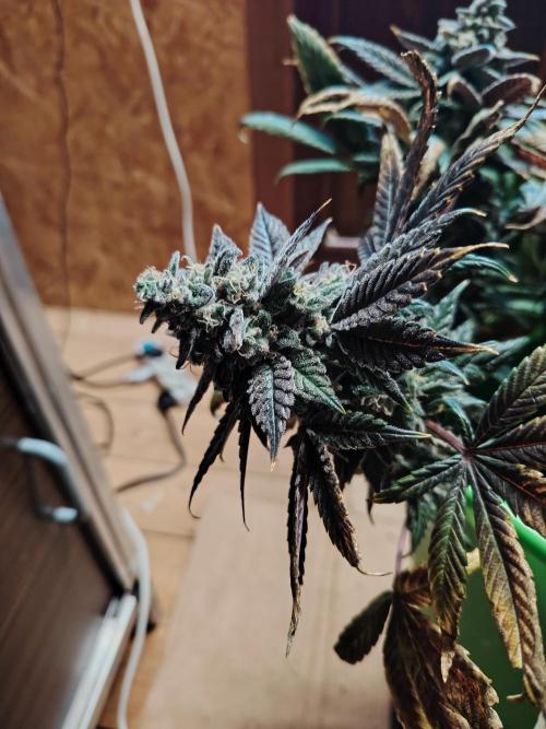 Bay Burger per CampaCavallo 🍔. Week 13 - 7.1.26