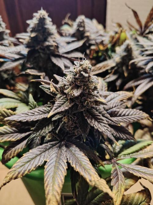 Bay Burger per CampaCavallo 🍔. Week 13 - 7.1.26