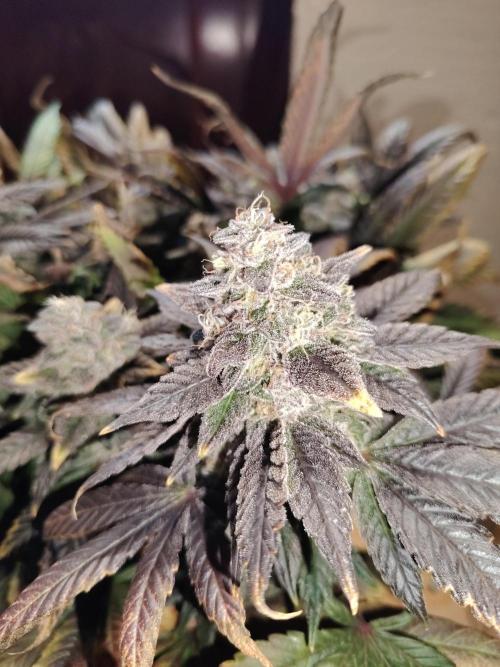 Bay Burger per CampaCavallo 🍔. Week 13 - 7.1.26