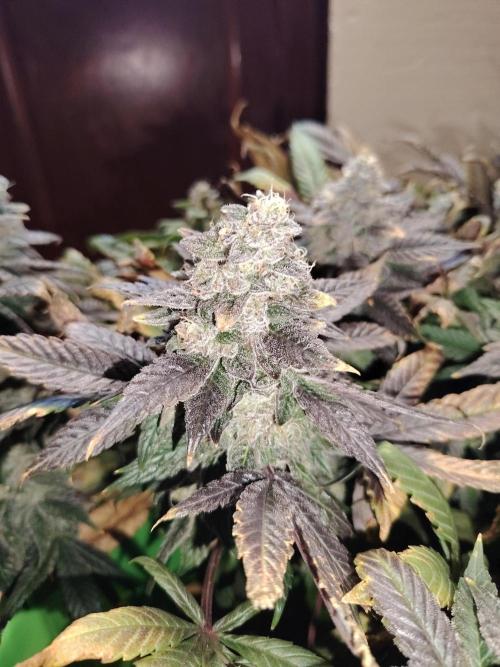 Bay Burger per CampaCavallo 🍔. Week 13 - 7.1.26