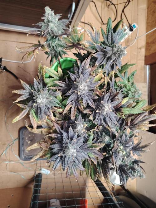 Bay Burger per CampaCavallo 🍔. Week 13 - 7.1.26