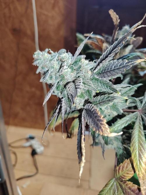 Bay Burger per CampaCavallo 🍔. Week 13 - 7.1.26