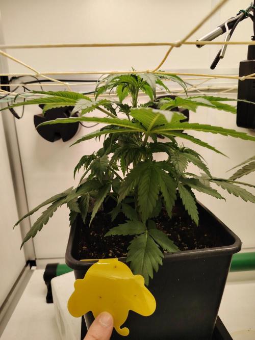 Grizzly Glue 🐻 da CampaCavallo. Week 3 - 13.11.25