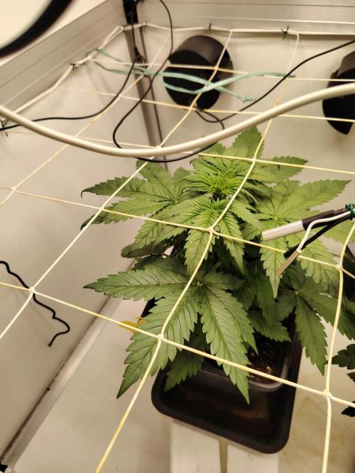 Grizzly Glue 🐻 da CampaCavallo. Week 3 - 13.11.25