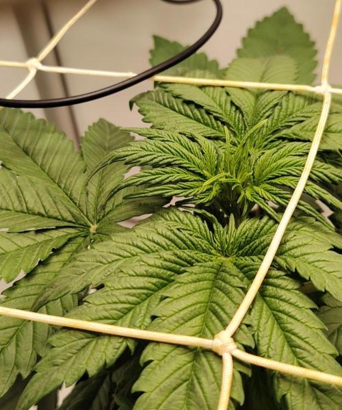 Grizzly Glue 🐻 da CampaCavallo. Week 3 - 13.11.25