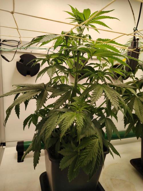 Grizzly Glue 🐻 da CampaCavallo. Week 4 - 24.11.25