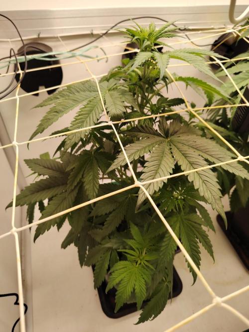 Grizzly Glue 🐻 da CampaCavallo. Week 4 - 24.11.25