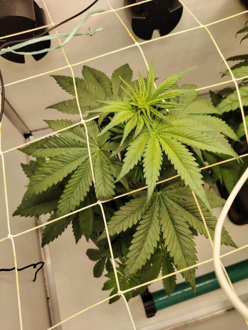 Grizzly Glue 🐻 da CampaCavallo. Week 4 - 24.11.25