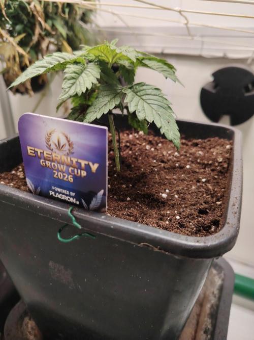 Sticky Broccoli EGC26 CampaCavallo. Week 2 - 28.1.26