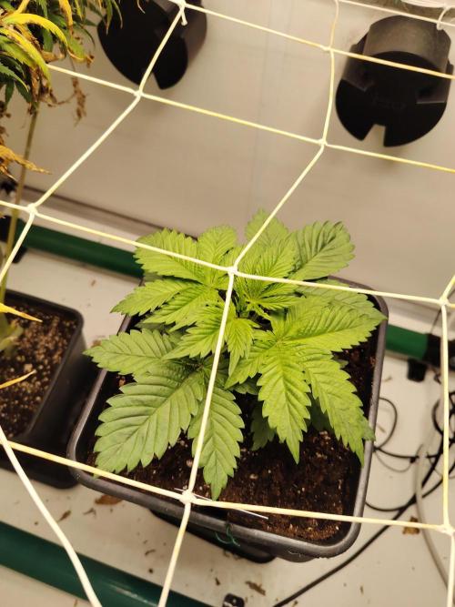 Sticky Broccoli EGC26 CampaCavallo. Week 2 - 31.1.26