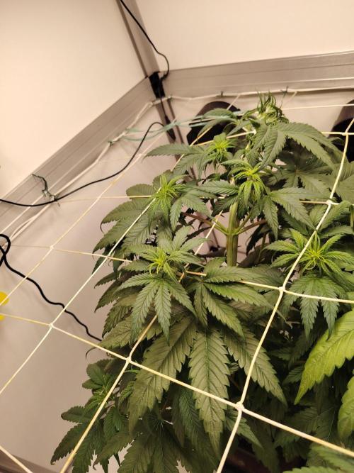 Grizzly Glue 🐻 da CampaCavallo. Week 5 - 27.11.26