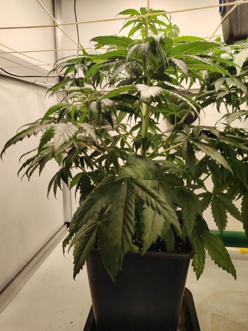 Grizzly Glue 🐻 da CampaCavallo. Week 5 - 27.11.26