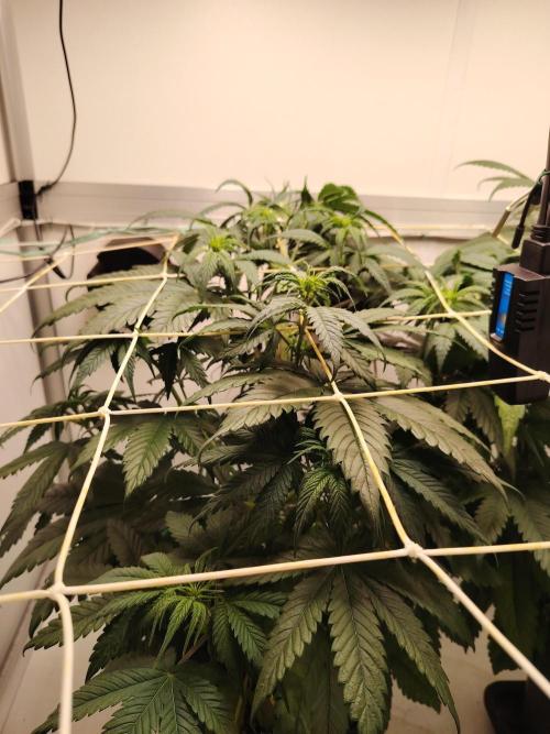 Grizzly Glue 🐻 da CampaCavallo. Week 5 - 27.11.26