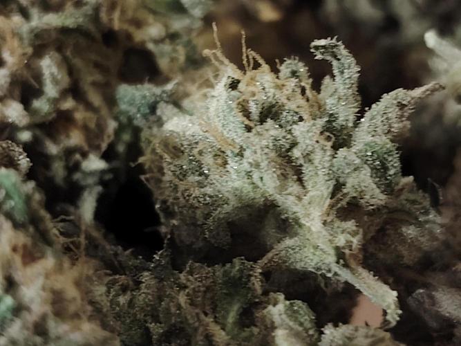 Bay Burger per CampaCavallo 🍔. Week 13 - 22.1.26