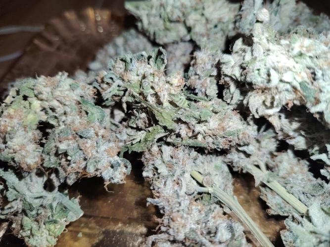 Bay Burger per CampaCavallo 🍔. Week 13 - 22.1.26