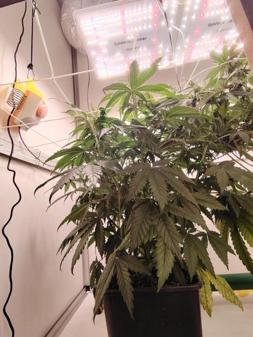 Grizzly Glue 🐻 da CampaCavallo. Week 6 - 5.12.25