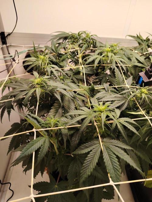 Grizzly Glue 🐻 da CampaCavallo. Week 6 - 5.12.25