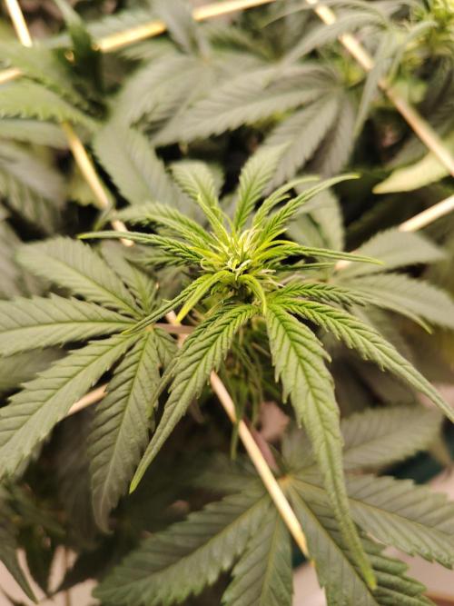 Grizzly Glue 🐻 da CampaCavallo. Week 6 - 5.12.25