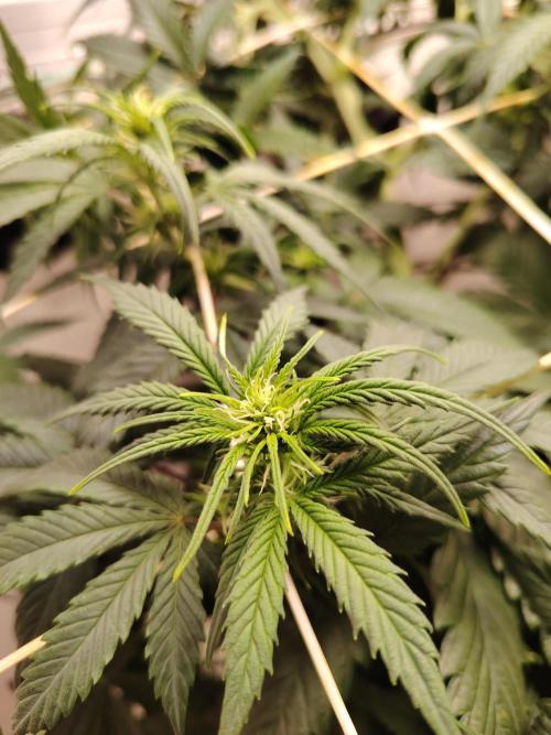 Grizzly Glue 🐻 da CampaCavallo. Week 6 - 5.12.25