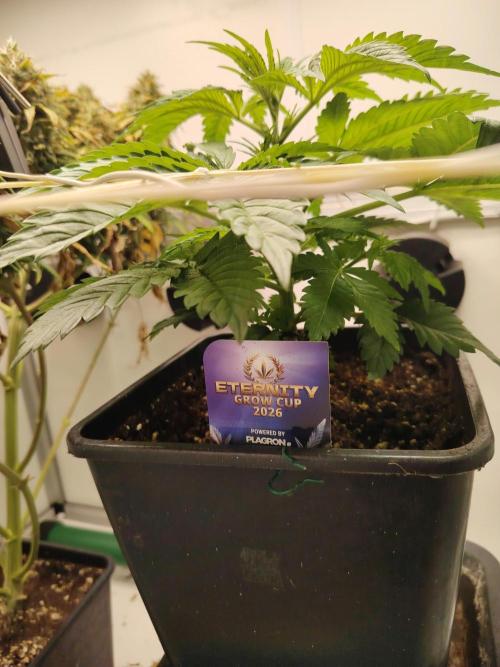 Sticky Broccoli EGC26 CampaCavallo. Week 3 - 5.2.26