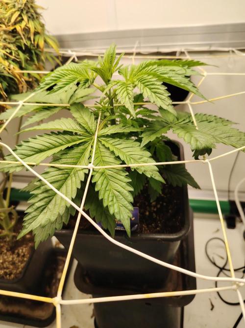 Sticky Broccoli EGC26 CampaCavallo. Week 3 - 5.2.26