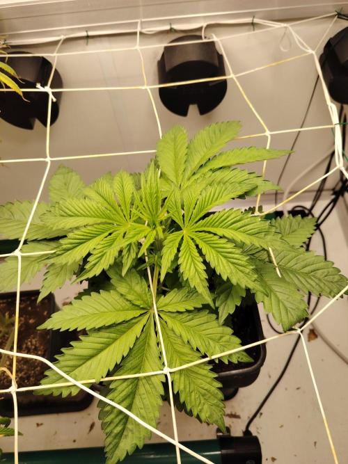 Sticky Broccoli EGC26 CampaCavallo. Week 3 - 5.2.26