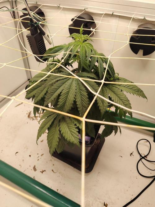 Sticky Broccoli EGC26 CampaCavallo. Week 4 - 15.2.26