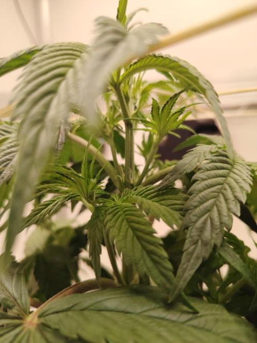 Sticky Broccoli EGC26 CampaCavallo. Week 4 - 15.2.26