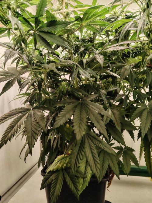 Grizzly Glue 🐻 da CampaCavallo. Week 7 - 11.12.25