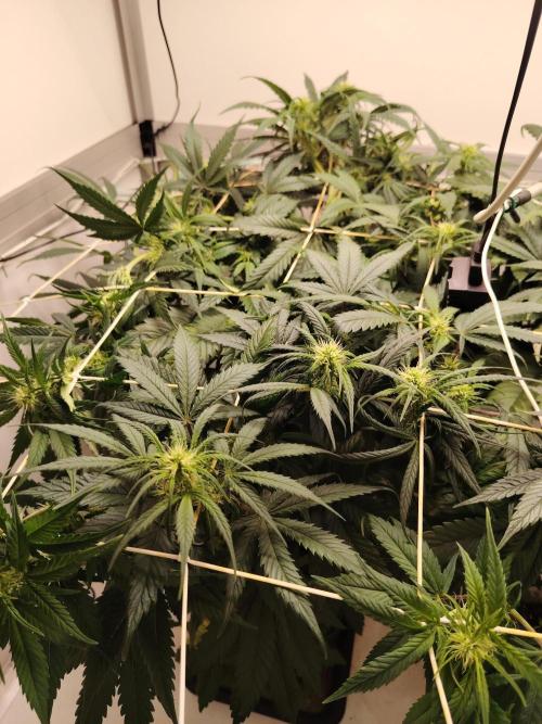 Grizzly Glue 🐻 da CampaCavallo. Week 7 - 11.12.25