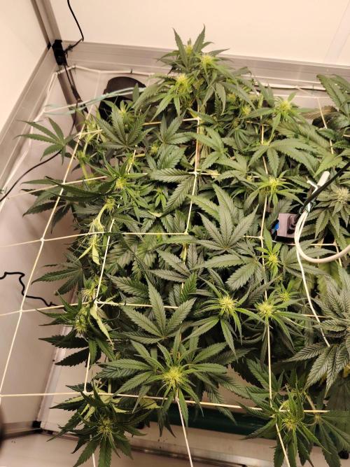 Grizzly Glue 🐻 da CampaCavallo. Week 7 - 11.12.25