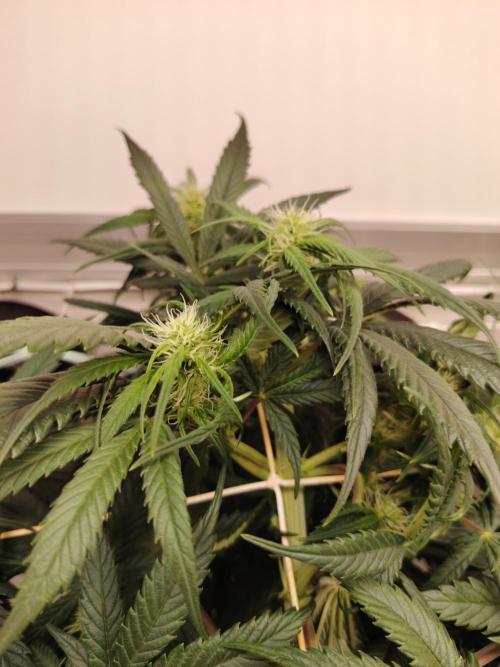 Grizzly Glue 🐻 da CampaCavallo. Week 7 - 11.12.25