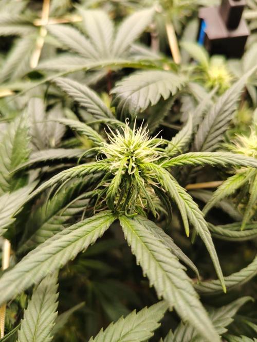 Grizzly Glue 🐻 da CampaCavallo. Week 7 - 11.12.25