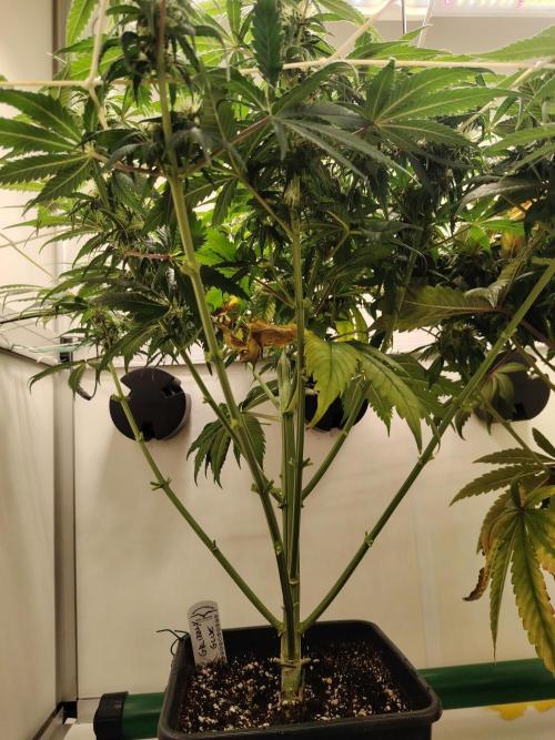 Grizzly Glue 🐻 da CampaCavallo. Week 8 - 21.12.25