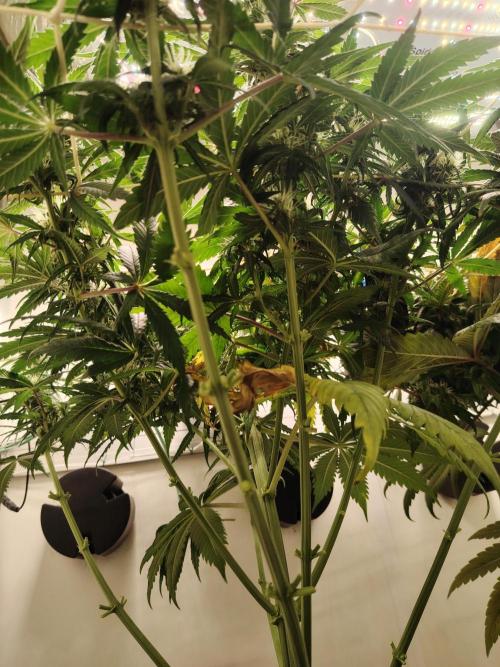 Grizzly Glue 🐻 da CampaCavallo. Week 8 - 21.12.25