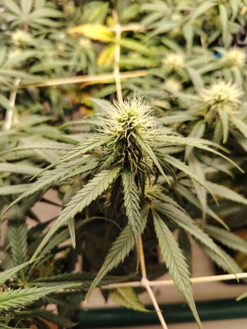 Grizzly Glue 🐻 da CampaCavallo. Week 8 - 21.12.25