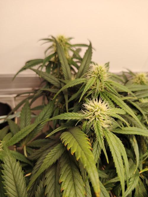 Grizzly Glue 🐻 da CampaCavallo. Week 8 - 21.12.25